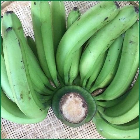 Chuối Laba Đà Lạt