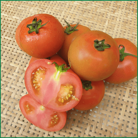 Cà chua Beef - Ảnh 2