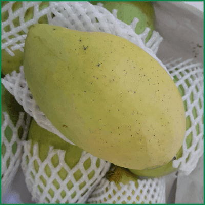 Xoài cát Hòa Lộc - Ảnh 2